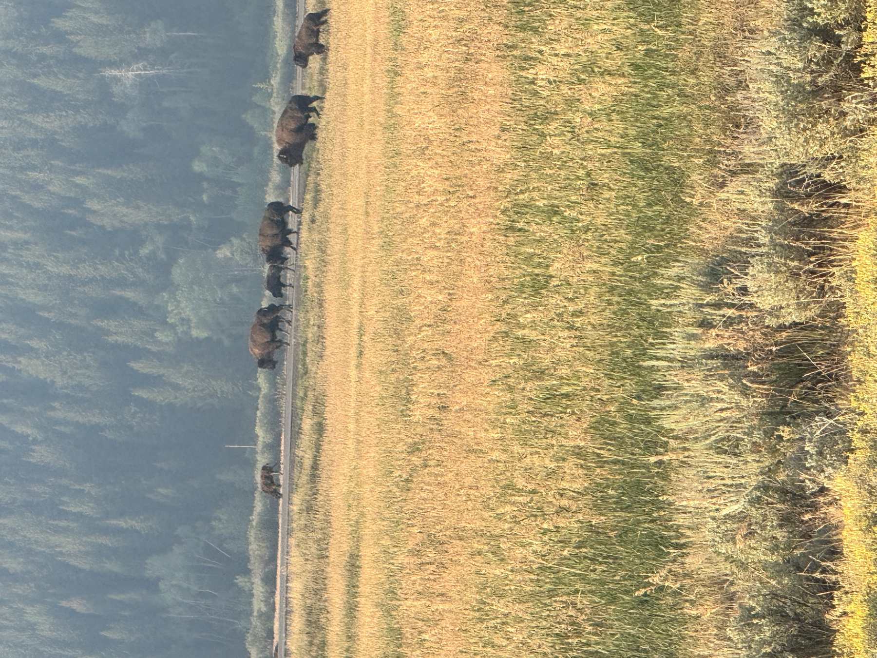 Bison crossing a road through a Yellowstone meadow