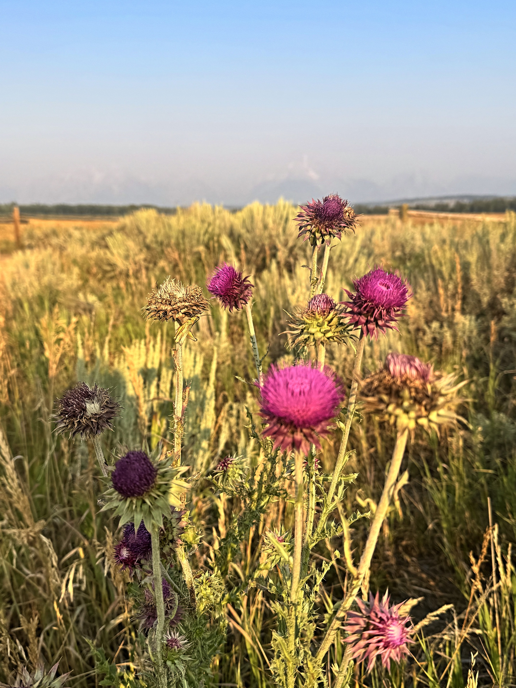 Wildflower foreground with a smoke-softened mountain distance