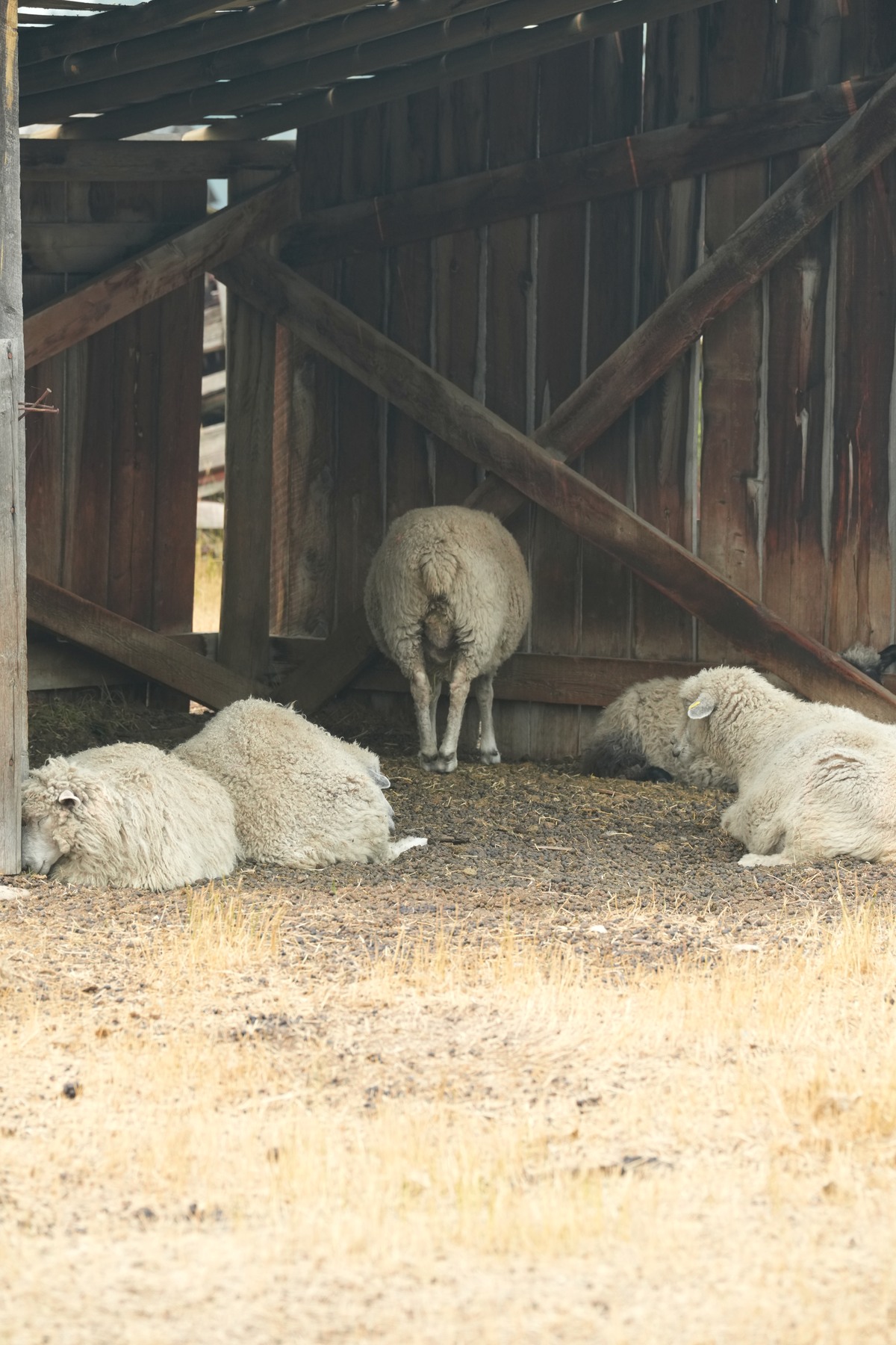 Sheep resting inside a barn at Fort Steele